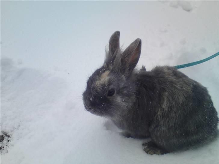 Kanin kahlua EFTERLYSES BORTLØBET!! - en lille sne-kanin billede 10