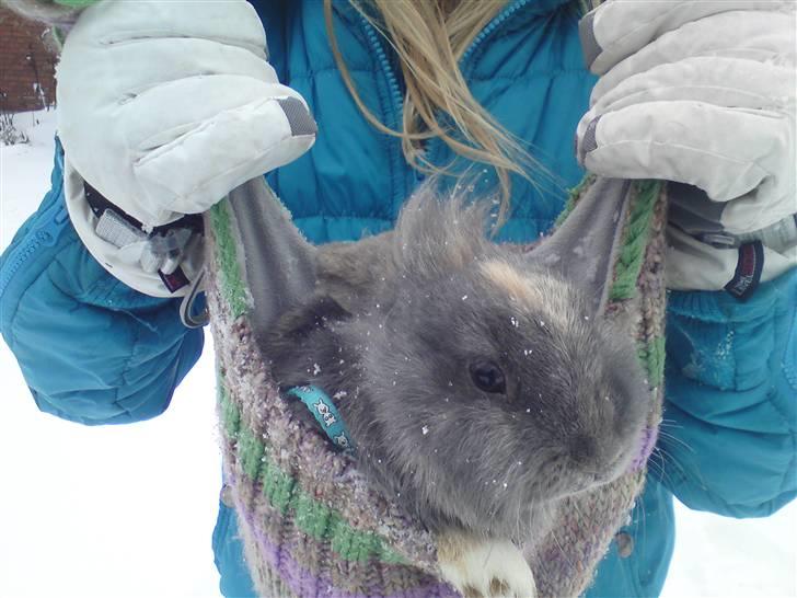 Kanin kahlua EFTERLYSES BORTLØBET!! - uhh her var dejlig varmt billede 11