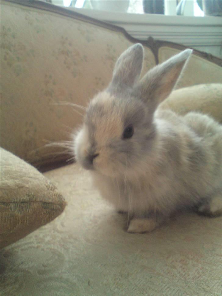 Kanin Tilde billede 1