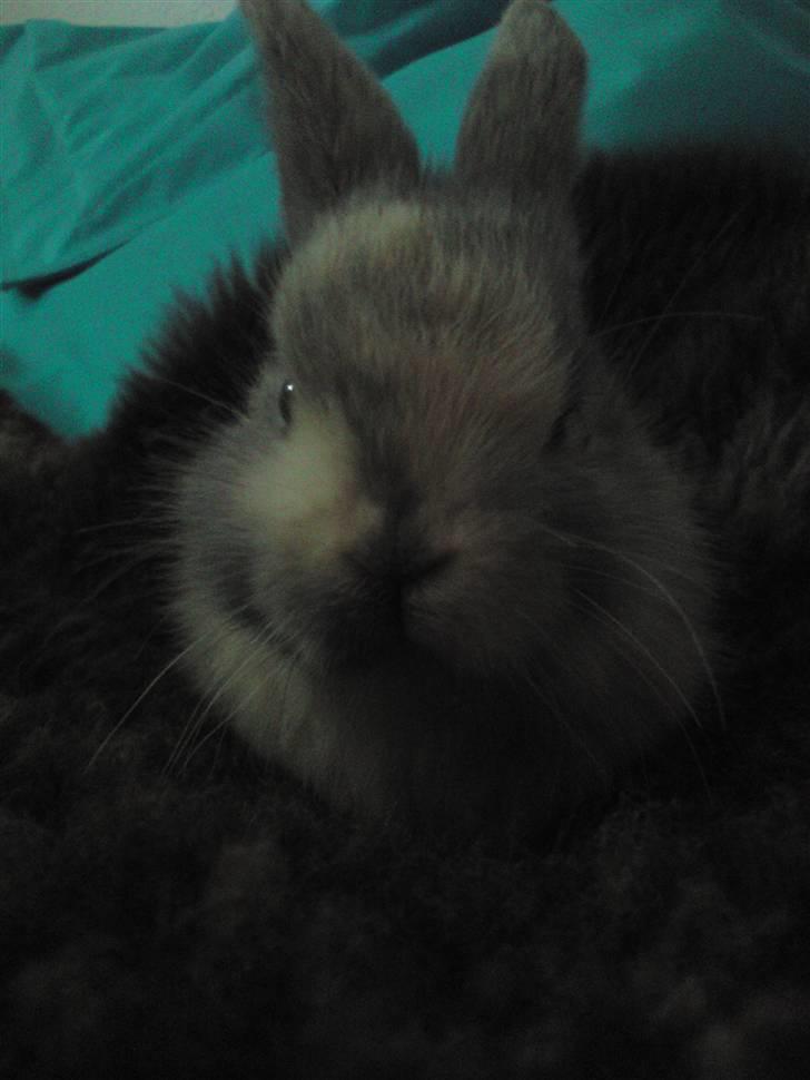 Kanin Tilde billede 2