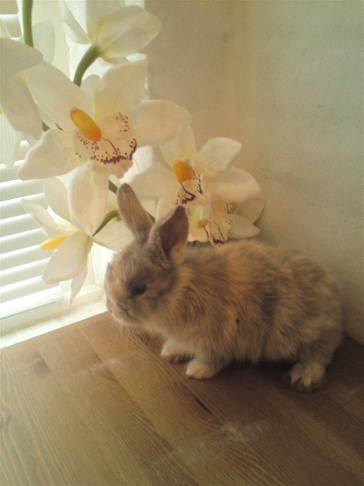 Kanin Tilde billede 3