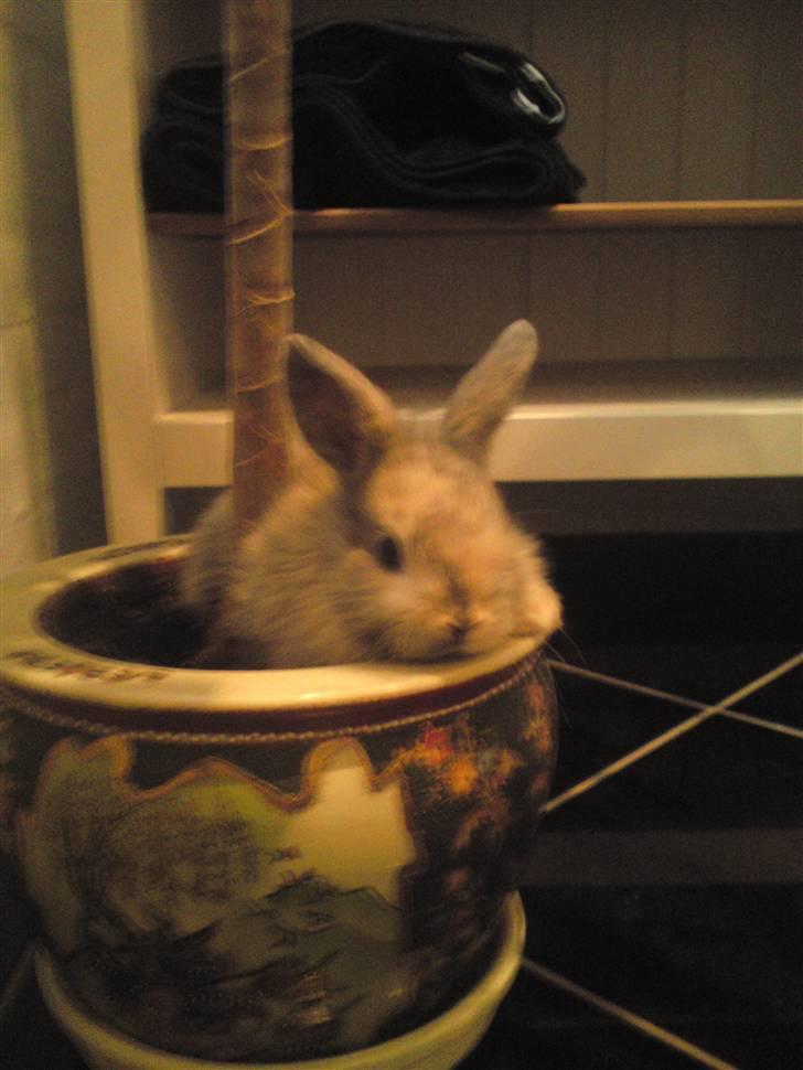 Kanin Tilde billede 4