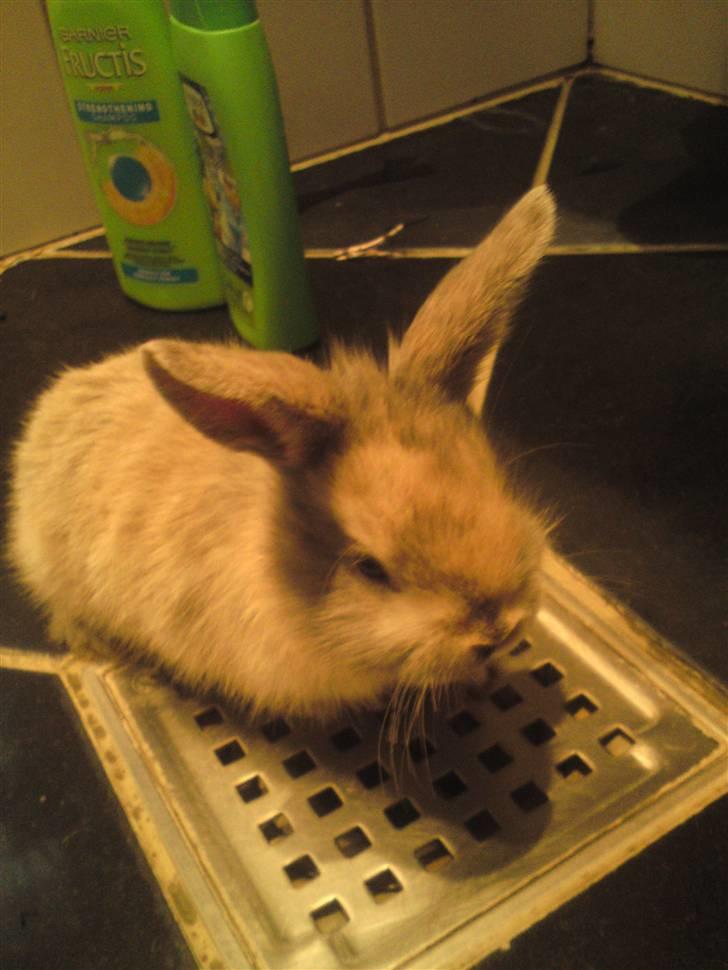 Kanin Tilde billede 5