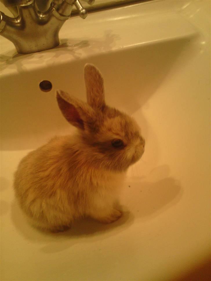 Kanin Tilde billede 6