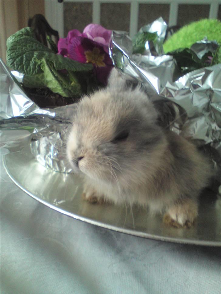 Kanin Tilde billede 7