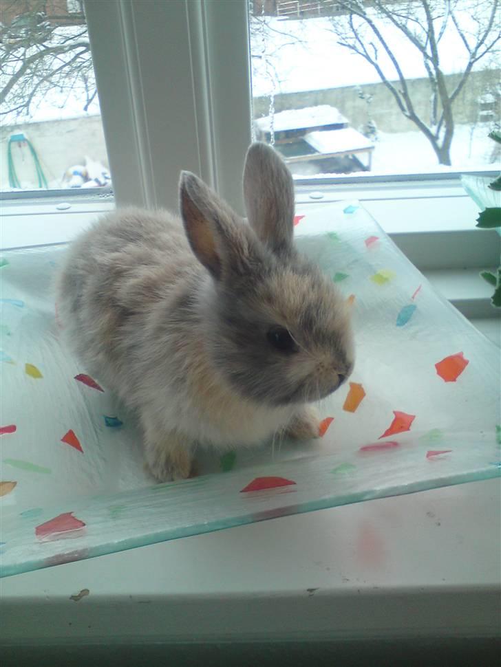 Kanin Tilde billede 8