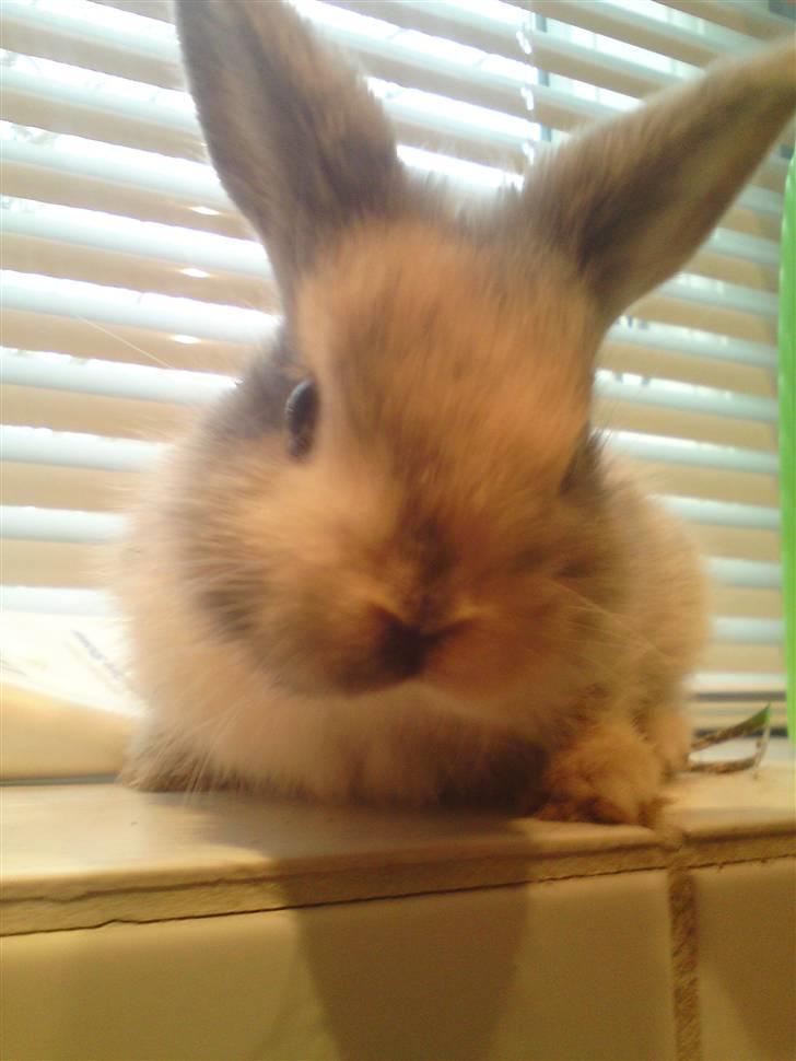 Kanin Tilde billede 9