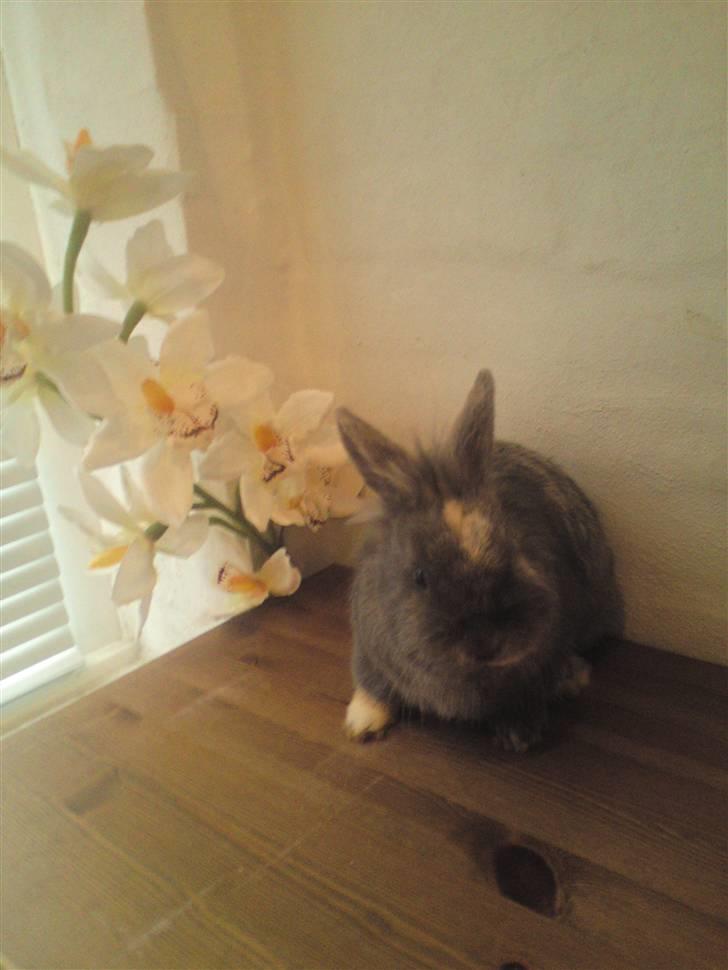 Kanin kahlua EFTERLYSES BORTLØBET!! - min lille yndlings-blomsterkanin billede 12