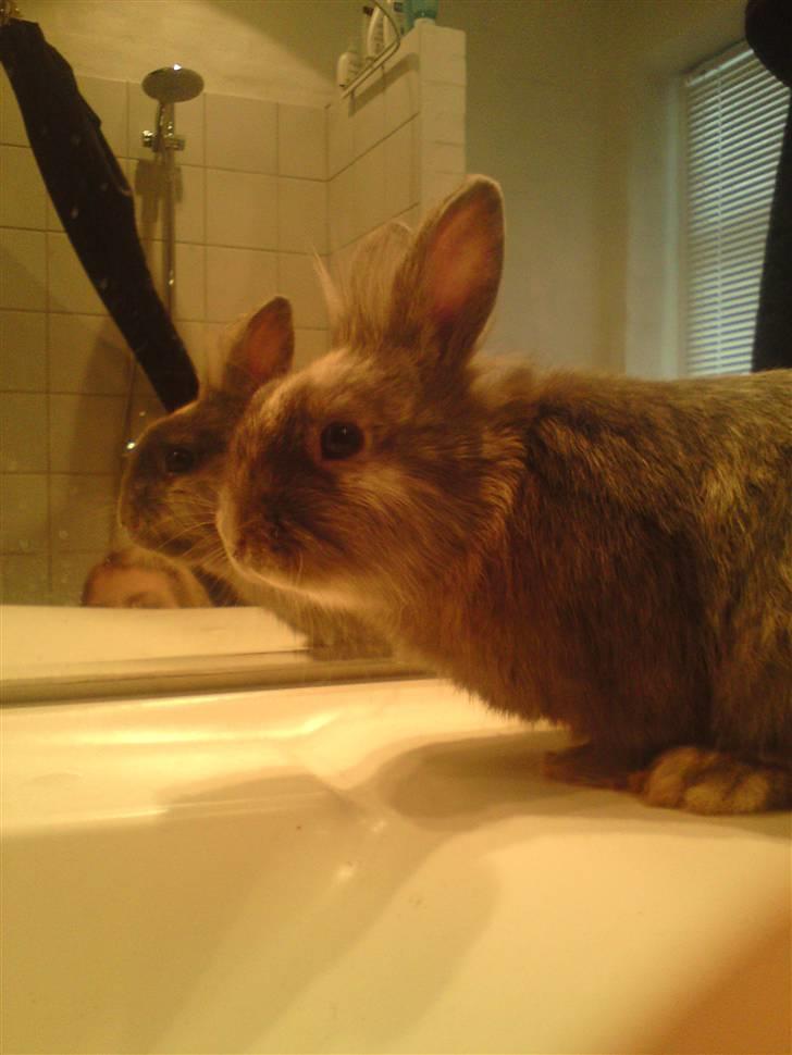 Kanin kahlua EFTERLYSES BORTLØBET!! billede 13