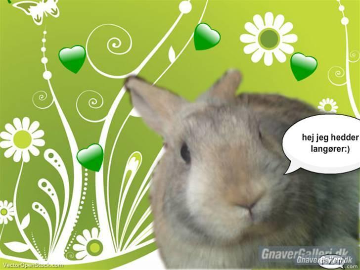 Kanin Langøre EFTERLYSES BORTLØBET!!! - lavet af felippa s tak billede 11