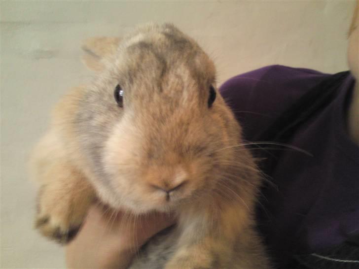 Kanin Langøre EFTERLYSES BORTLØBET!!! billede 12