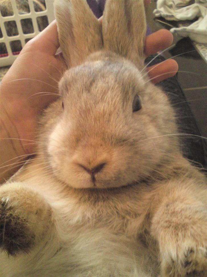 Kanin Langøre EFTERLYSES BORTLØBET!!! billede 13