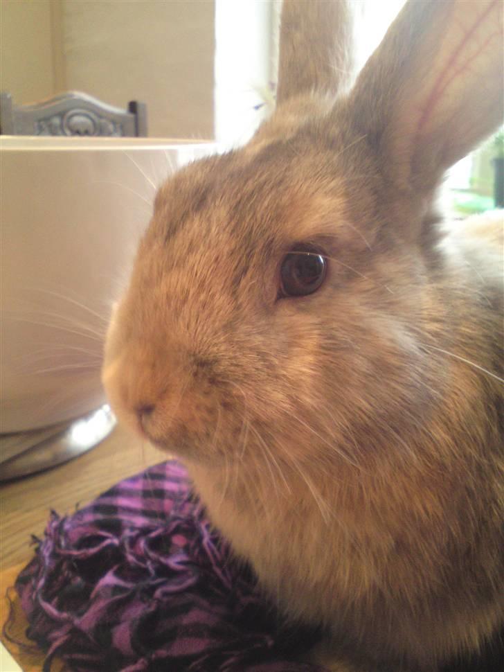 Kanin Langøre EFTERLYSES BORTLØBET!!! billede 14