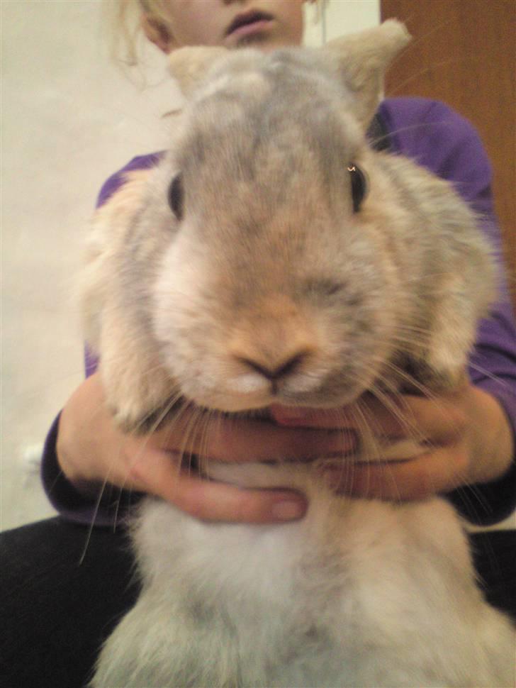 Kanin Langøre EFTERLYSES BORTLØBET!!! billede 15