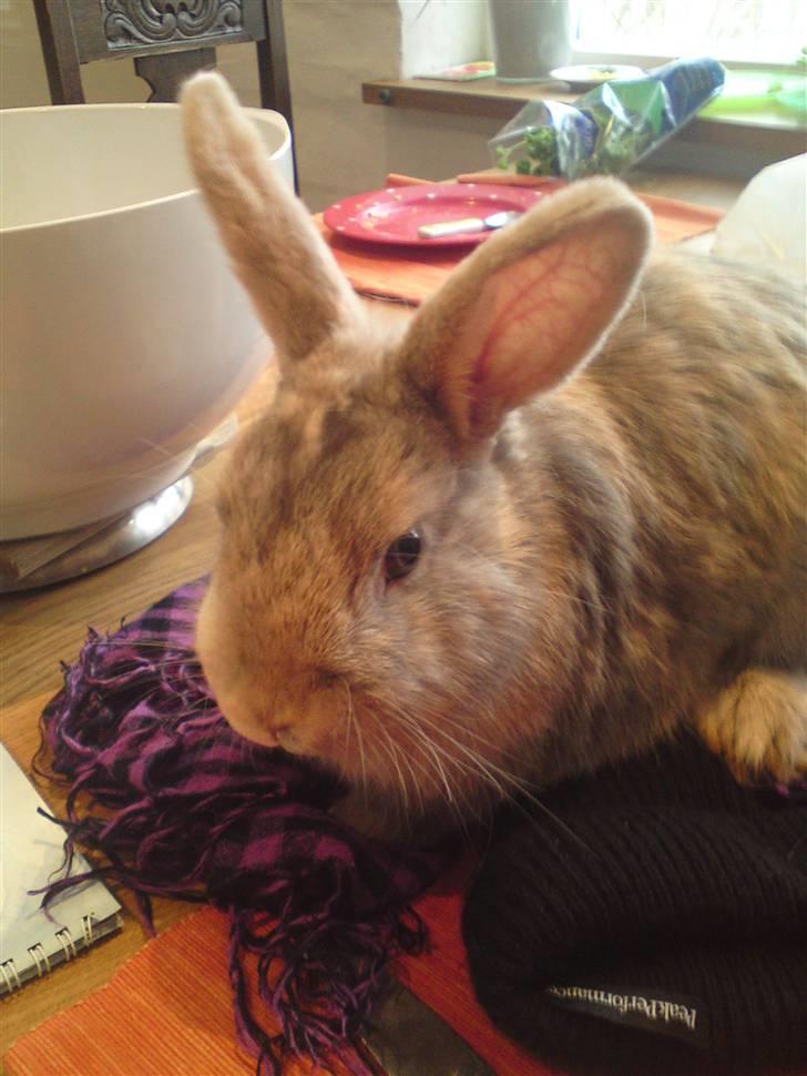 Kanin Langøre EFTERLYSES BORTLØBET!!! billede 16