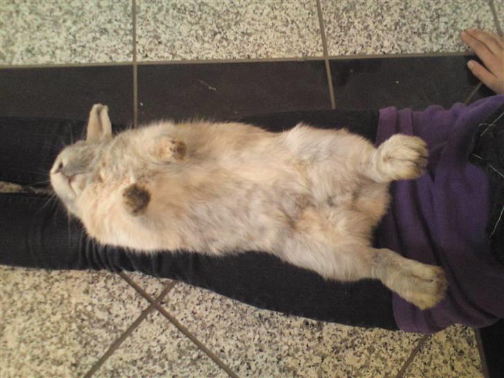 Kanin Langøre EFTERLYSES BORTLØBET!!! billede 17