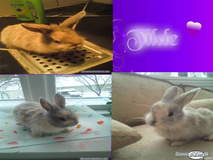 Kanin Tilde billede 10