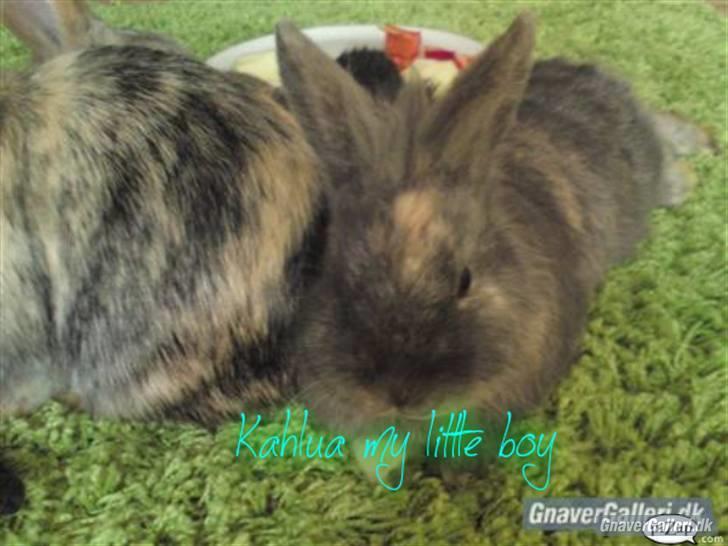 Kanin kahlua EFTERLYSES BORTLØBET!! billede 17