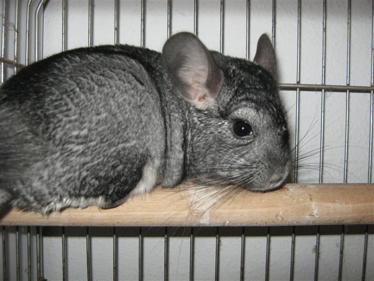 Chinchilla Jacob  billede 1