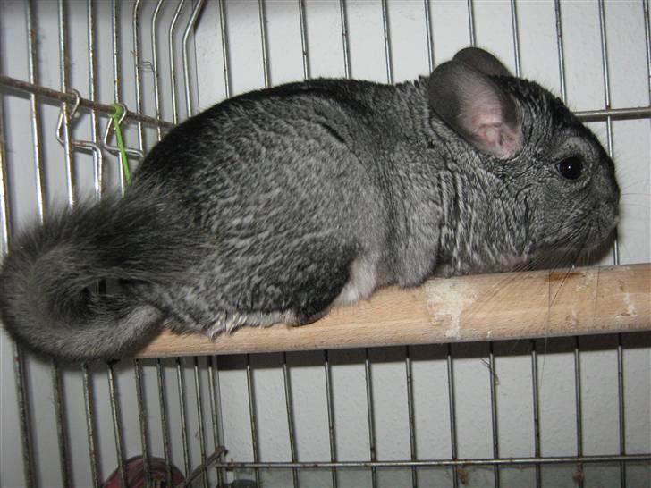 Chinchilla Jacob  billede 2