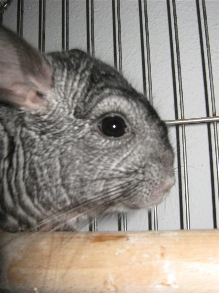 Chinchilla Jacob  billede 3