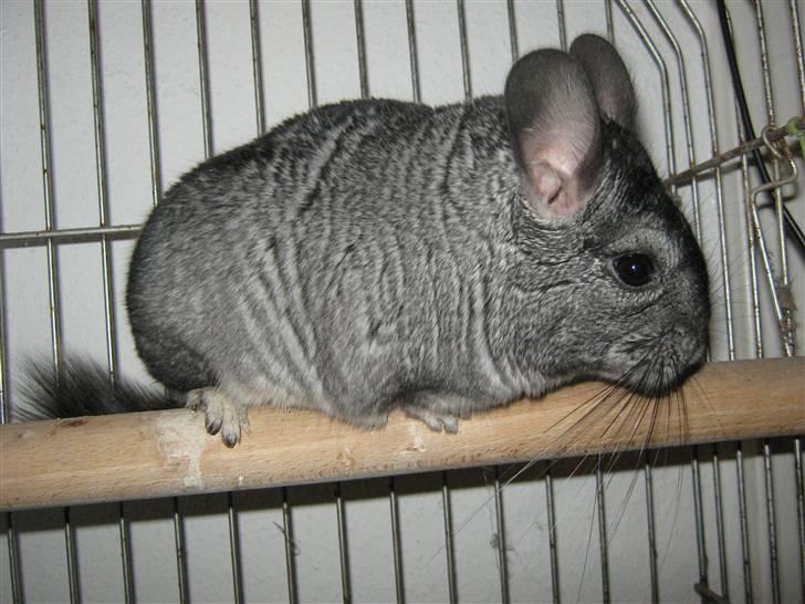 Chinchilla Jacob  billede 4