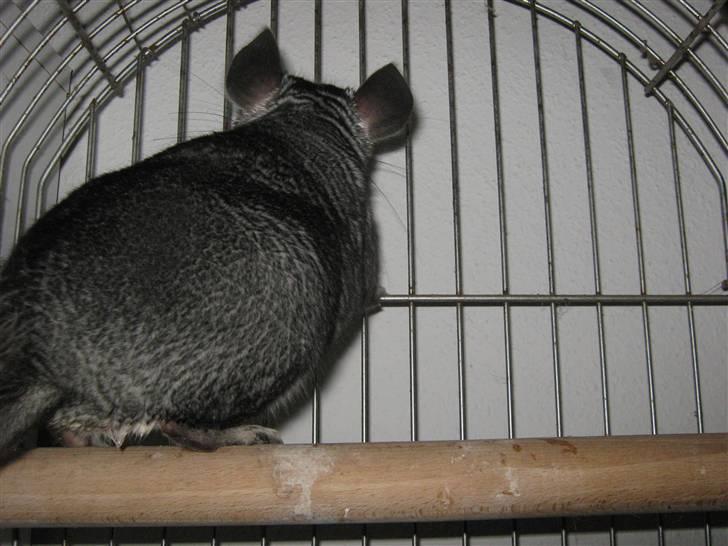Chinchilla Jacob  billede 5