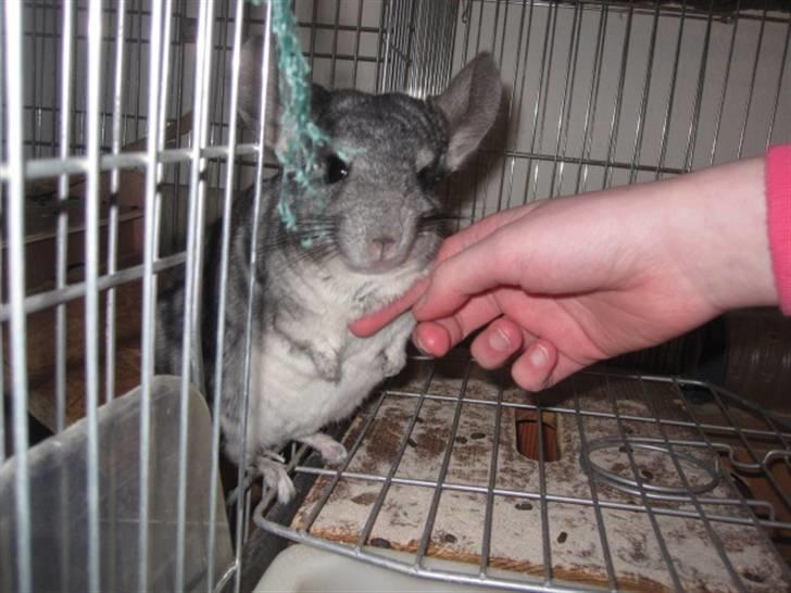 Chinchilla Viggi *aflivet d. 04-06-2012* - januar 2011 billede 19
