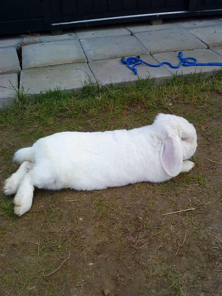 Kanin Stampe..R.I.P, SAVNER DIG <3  - jeg ligger lige og slapper af <3 billede 4