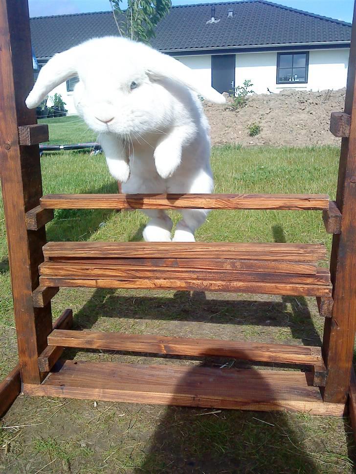 Kanin Stampe..R.I.P, SAVNER DIG <3  - her kan man hvis ikke sige at han ikke kom over   :-)  billede 5