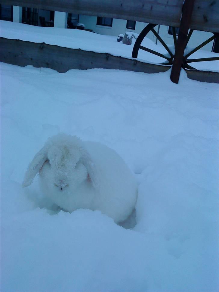 Kanin Stampe..R.I.P, SAVNER DIG <3  - han leger i snen    billede 6