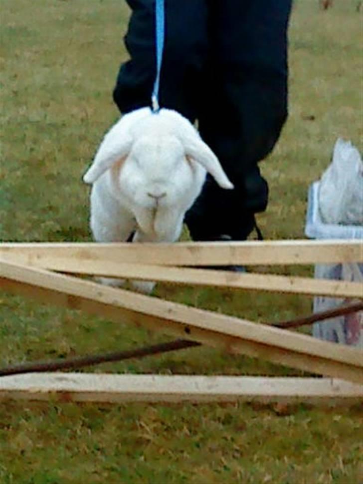 Kanin Stampe..R.I.P, SAVNER DIG <3  - sejt ..... he he ,det var i vinters  billede 8