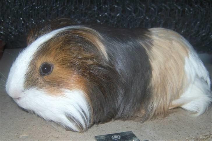 Marsvin Koreskas SHUBIDUA billede 15