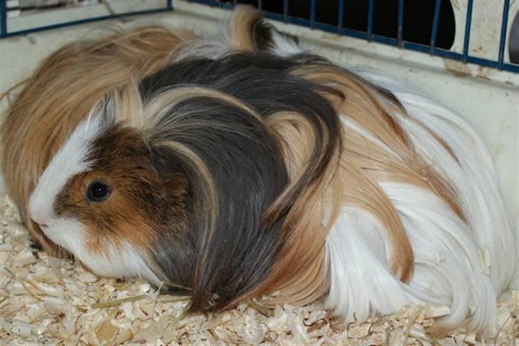 Marsvin Koreskas SHUBIDUA billede 16