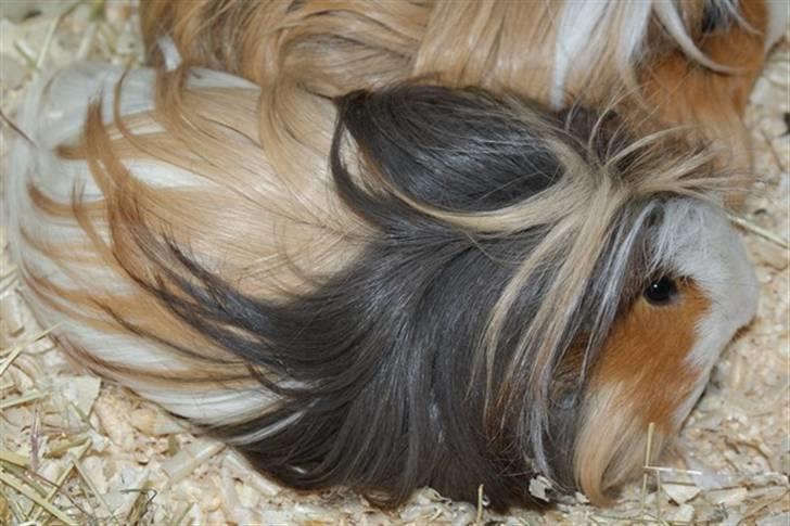 Marsvin Koreskas SHUBIDUA billede 18