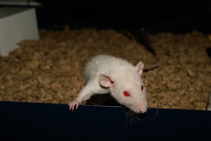 Tamrotte Prima Rats' Malibue <3 - Velkommen til Malibue´s profil :D <3 billede 1