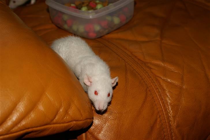 Tamrotte Prima Rats' Malibue <3 billede 2