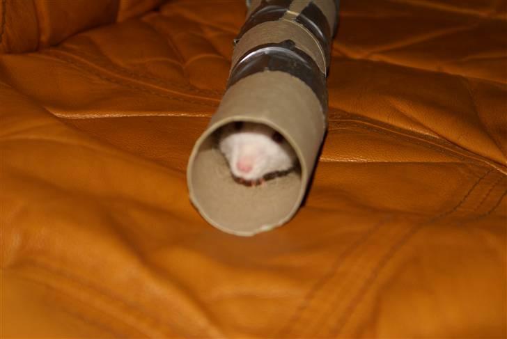 Tamrotte Prima Rats' Malibue <3 billede 3