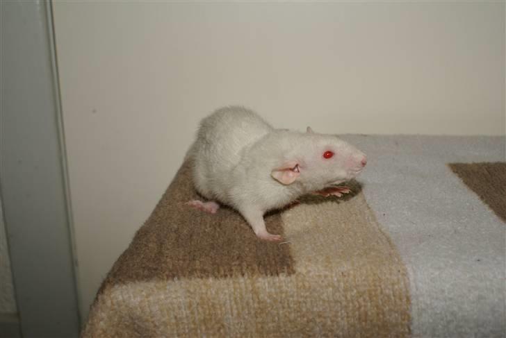 Tamrotte Prima Rats' Malibue <3 billede 4