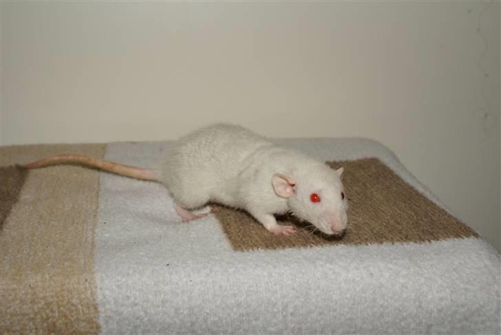 Tamrotte Prima Rats' Malibue <3 billede 5