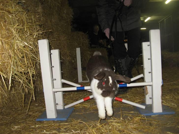 Kanin Wind's Mr Yankie Tankie - Febuar 2011 billede 13