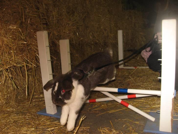 Kanin Wind's Mr Yankie Tankie billede 14