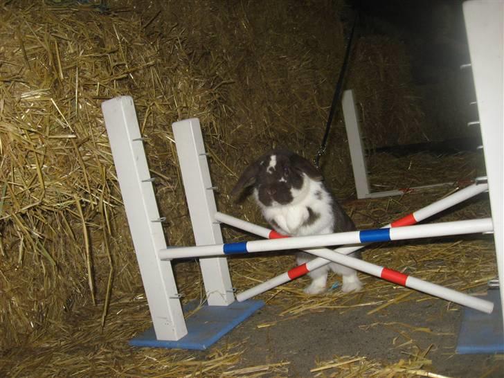 Kanin Wind's Mr Yankie Tankie billede 15