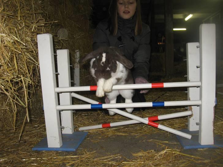 Kanin Wind's Mr Yankie Tankie billede 16