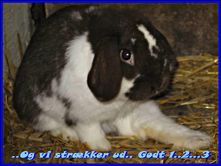 Kanin Wind's Mr Yankie Tankie - Haha ;D billede 17