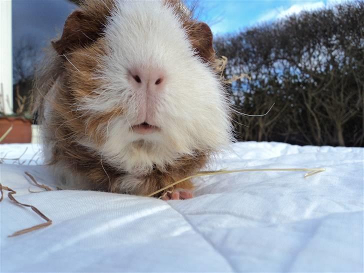 Marsvin amanda billede 2