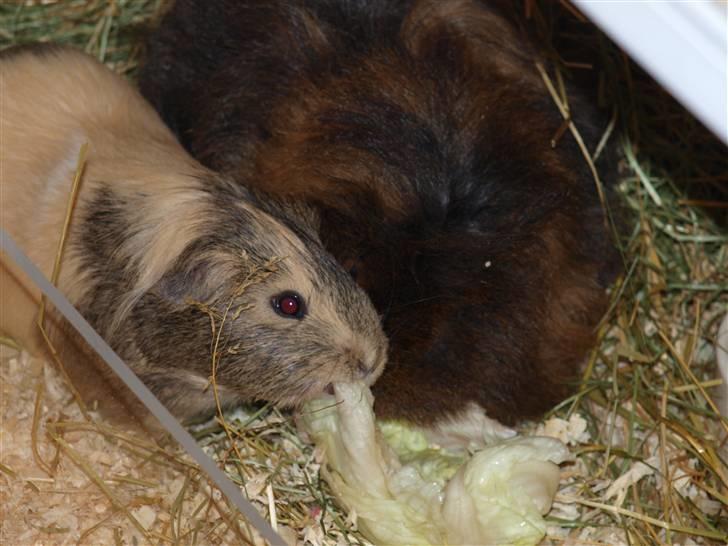 Marsvin May Blossom - Mmm SALAT - det er nams ! billede 8