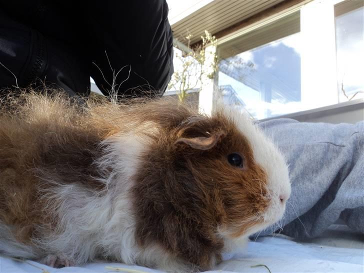 Marsvin amanda billede 3