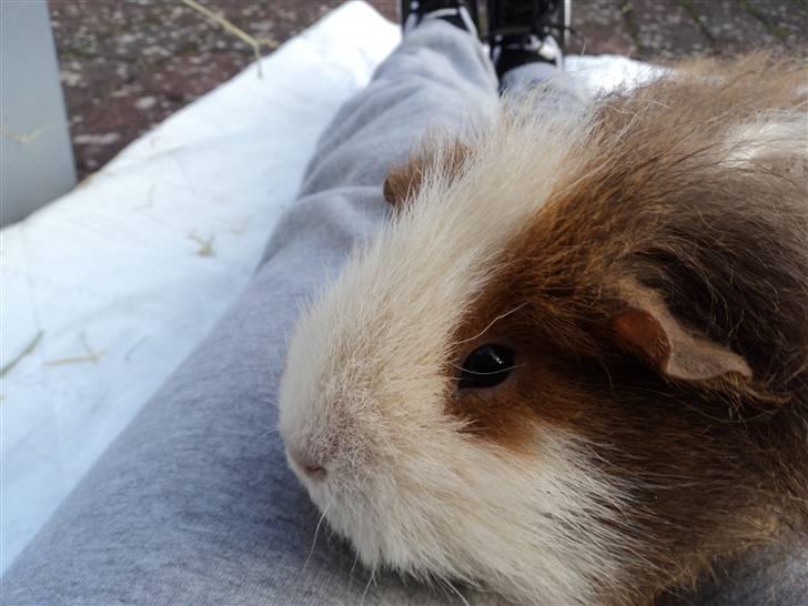 Marsvin amanda billede 4