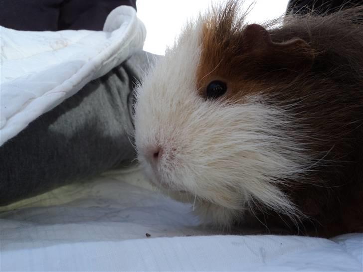 Marsvin amanda billede 5